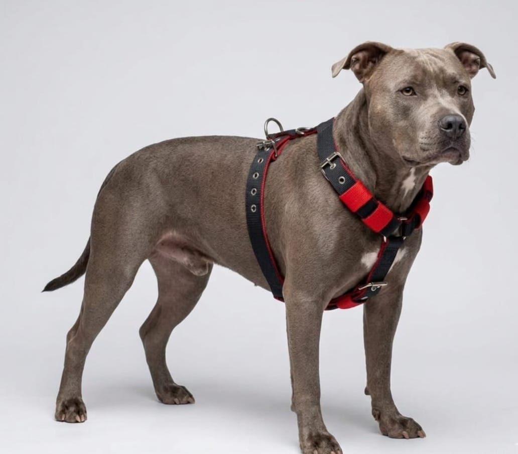 Nylon Dog Harness